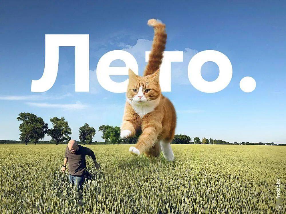猫咪网人口_人口普查图片
