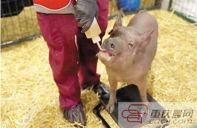 马斯克|马斯克遇上 三只小猪 人类脑机接口 要成真了?