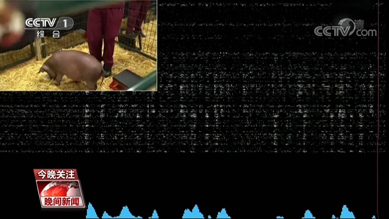 试验|活猪脑机接口试验成功！脑机交互 离我们不远了吗？