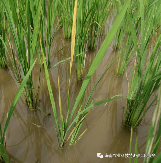 水稻黄叶病