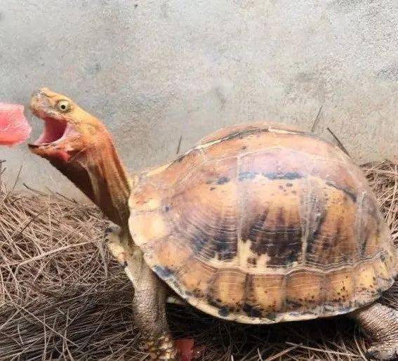 乌龟怎么喂鱼肉 5e4a429e2d3742dab66e8275e9058f14.jpeg