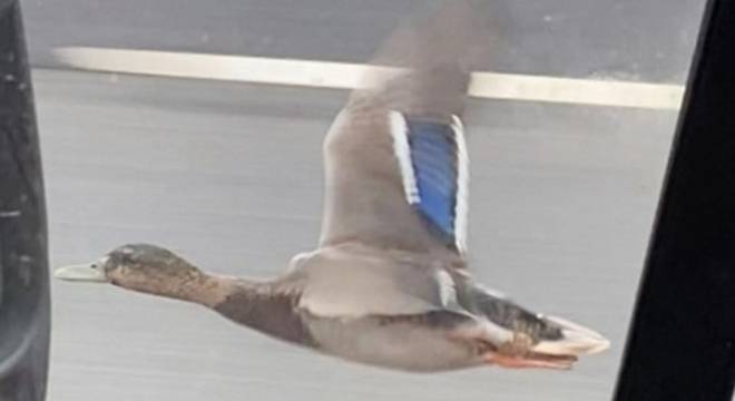 英国男子高速公路遇“飙车鸭” 车流中飞行表情