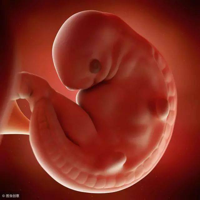 怀胎十月:揭秘胎儿在子宫内干些什么!