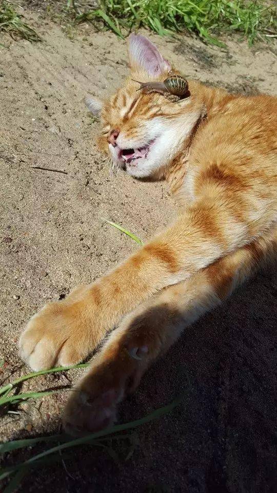 橘猫躺在路边四只僵硬,还有蜗牛爬脸上,差点就以为已经死了,结果.