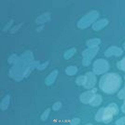 头部|心形头部的虾你见过吗？科学家发现5亿年前线纹心虾