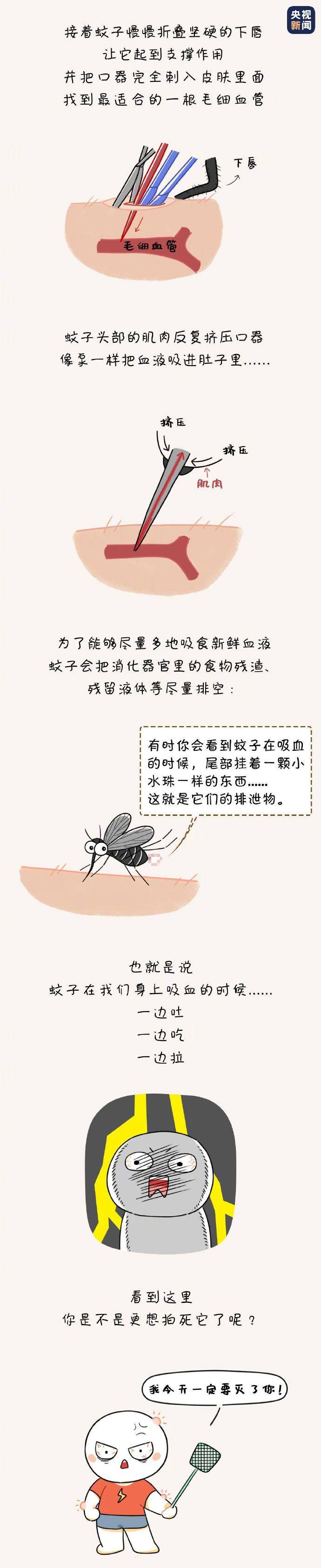 总能|蚊子为什么总能“得手”？真相来了