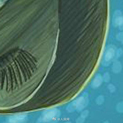 头部|心形头部的虾你见过吗？科学家发现5亿年前线纹心虾