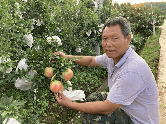 直播|援滇副县长直播赋能多多农园，拼多多助力彝乡特产出山进城