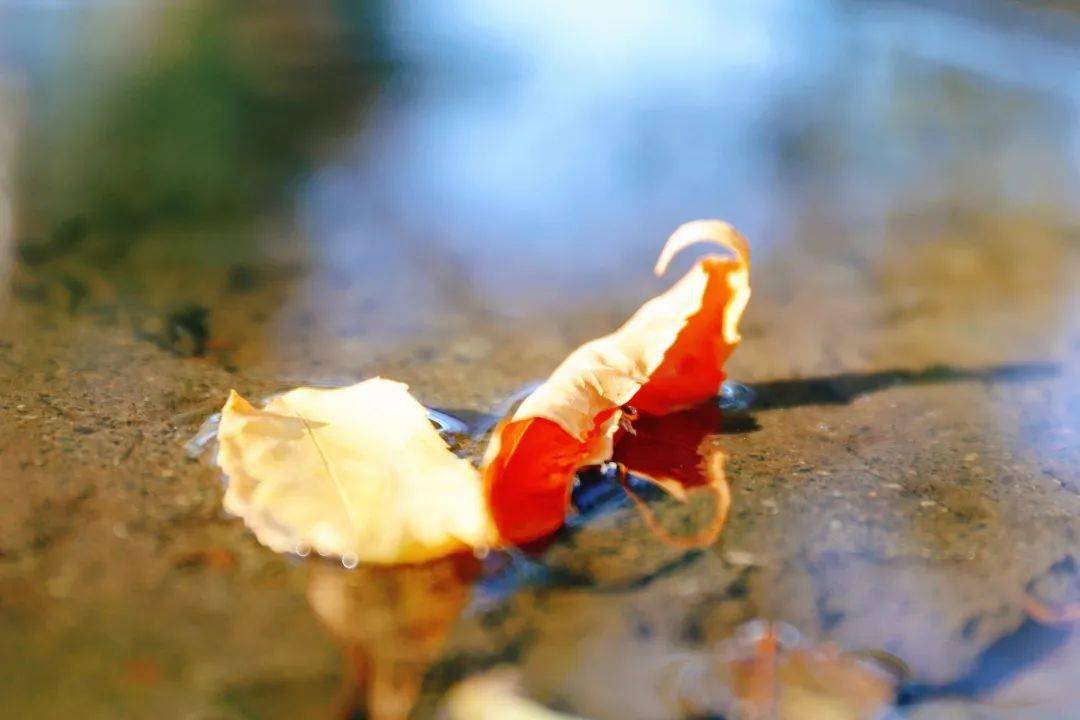 初秋·印记 | "愿夏日的遗憾与秋色平分"_九月