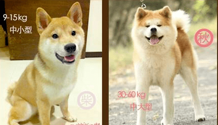 体重:柴犬是15公斤以下的小型犬,秋天是30公斤以上的大型犬(具体多大