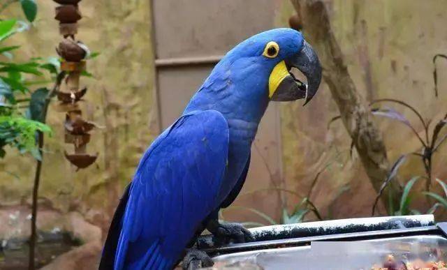 世上有4种稀有的蓝色金刚鹦鹉,紫蓝金刚鹦鹉不是最稀有的