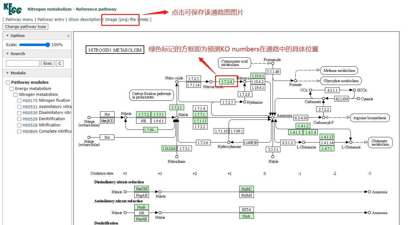 干货分享kegg功能通路的在线作图大法超简单超实用