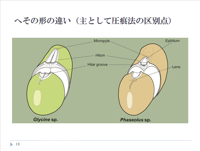 日本对炭化豆类有一套基于豆类种子内部的初生叶的鉴定标准,此标准对