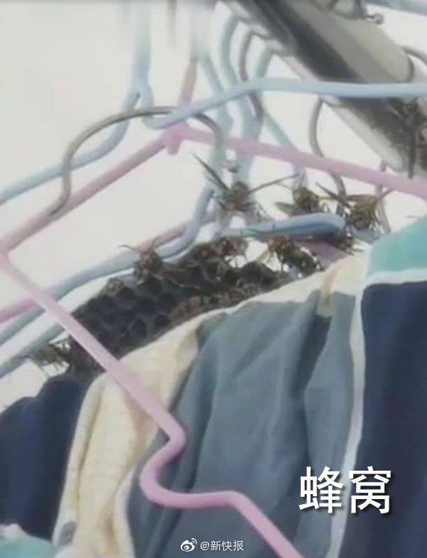 红薯|鸟窝、辣椒、红薯藤..好久不见的宿舍 ,推开门后惊呆了!