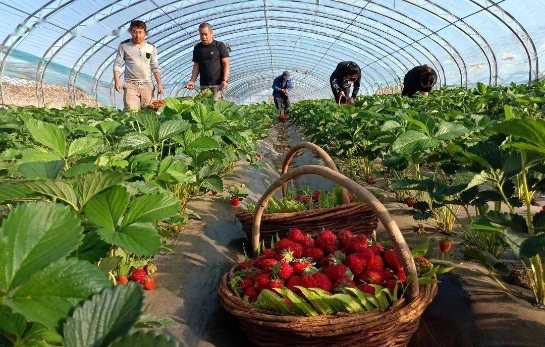 抚松县东岗镇经济总量_抚松县松江河镇规划图(3)