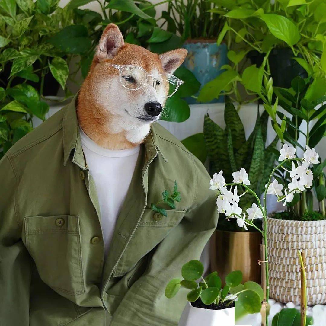 时尚|家住纽约、年仅四岁、年入百万？！？柴犬Bodhi实乃狗中富贵花