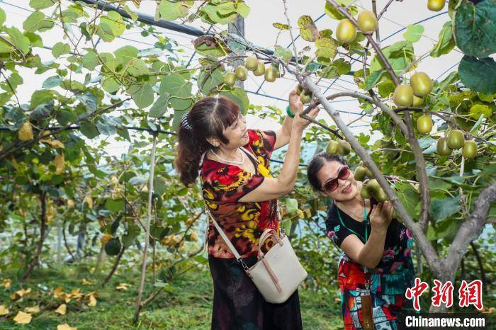 公益|“智慧公益”带动消费扶贫 黑山谷猕猴桃俏销果农笑
