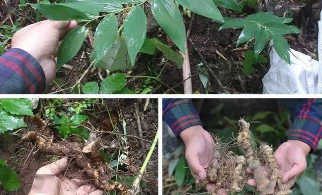 致富种植什么比较赚大钱_致富经种植_致富种植公司董事长