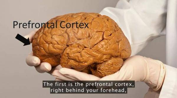 运动|你信吗？一项脑科学研究：把时间“浪费”在运动上，学生成绩反而会提高