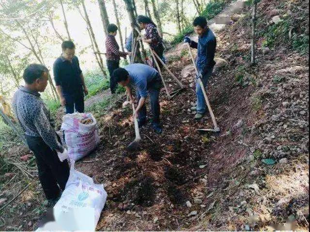 致富种植公司董事长_致富经种植_致富种植什么比较赚大钱