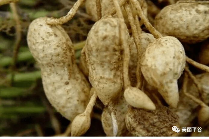 童年|影像平谷:那些花儿(7)童年的美味之秕花生