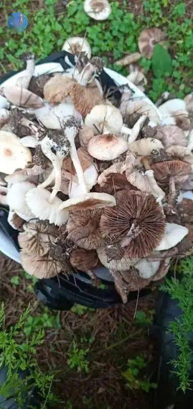 孩子|4个孩子只有1个活下来,还有宝宝已经输了2万毫升血浆!吃了这个东西