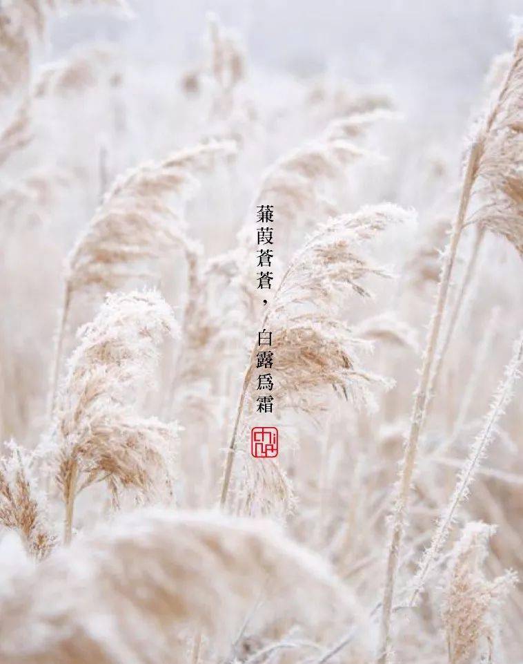 《诗经》云:蒹葭苍苍,白露为霜