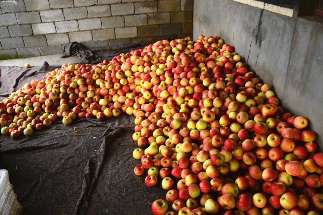 怎么挑选好吃的秋月梨 901dfbf4c4c548969e3c871e0a807846.jpeg