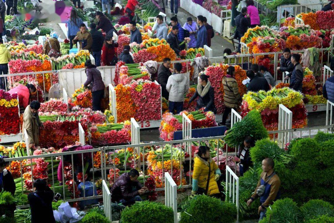 斗南花卉市场 黄喆春 摄