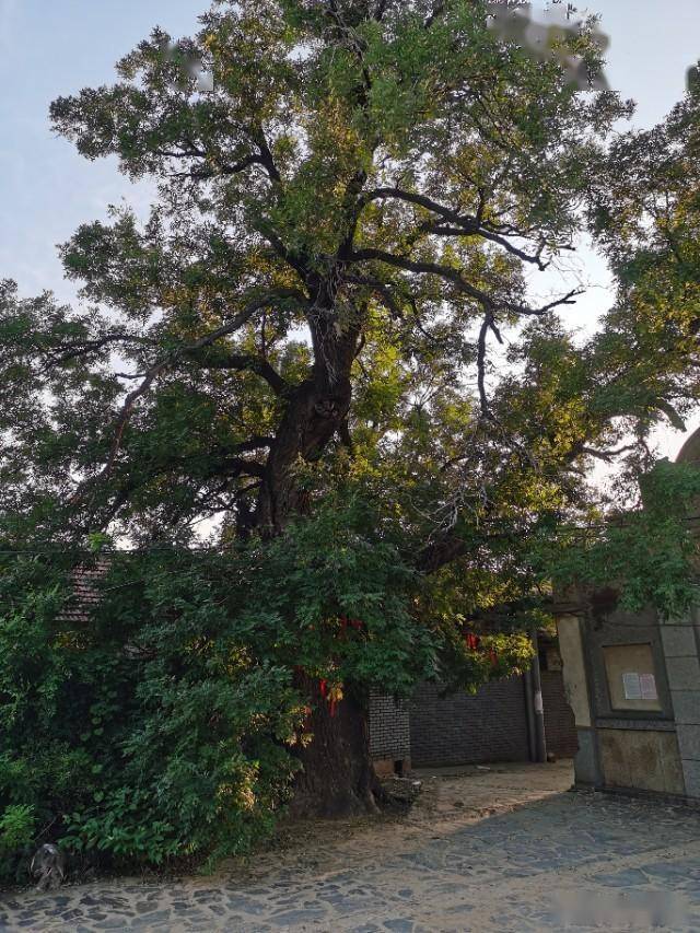 实拍:胶东农村初秋街景,看了有没有想家?