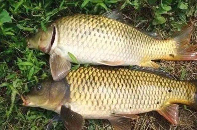 鲤鱼|我就喜欢用这鲤鱼钓法一到初秋