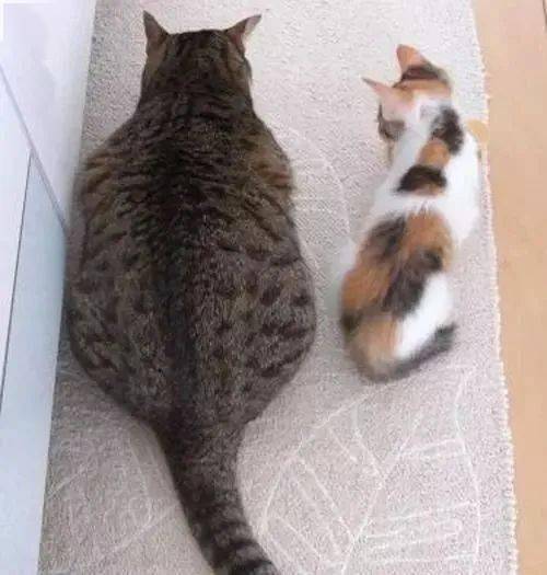 猫咪怎么喂才会胖 534397513f9b4375987008cabcde7296.jpeg