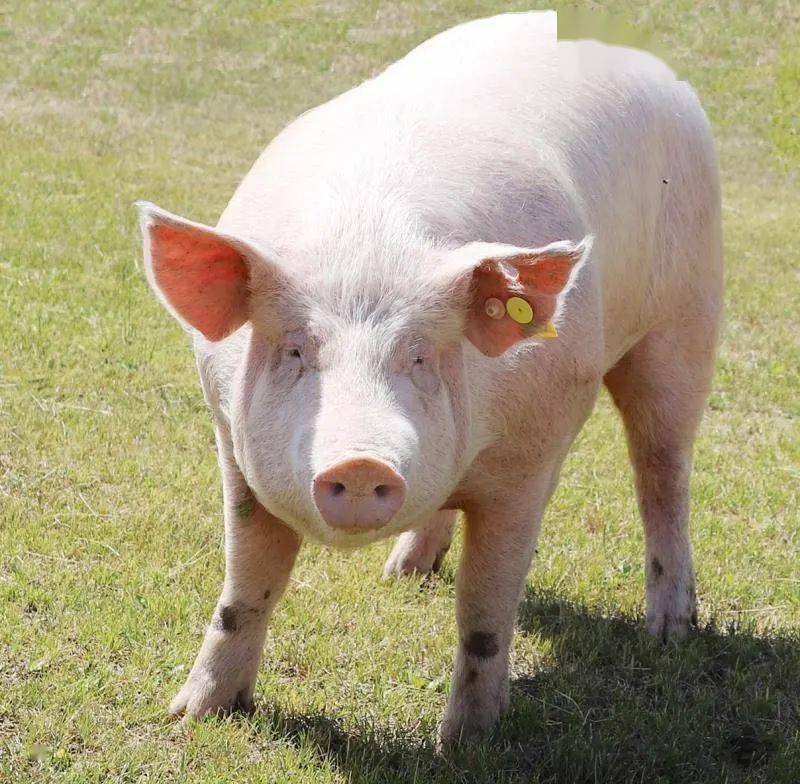 我校主持制定的晋汾白猪标准成为国家农业行业标准