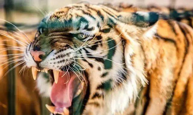 猫科动物实力排名_猫科动物大小排名图片(2)