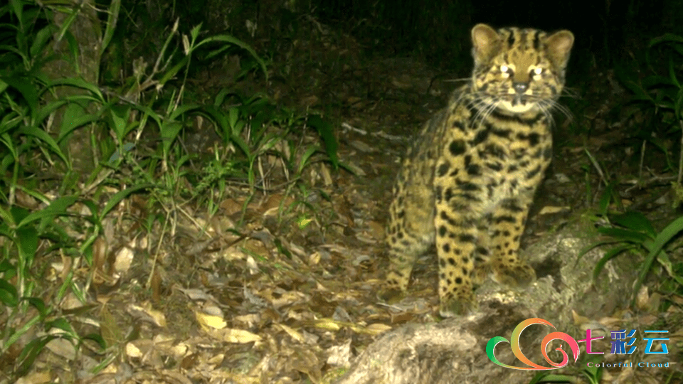 濒危野生动物云猫 频繁打卡高黎贡山