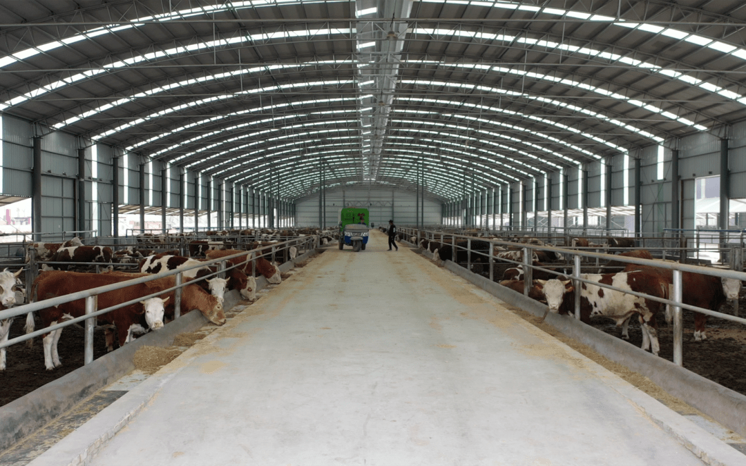 "基地现有存栏肉牛1080头,扩建后养殖数量能达到3600头,这两年牛肉