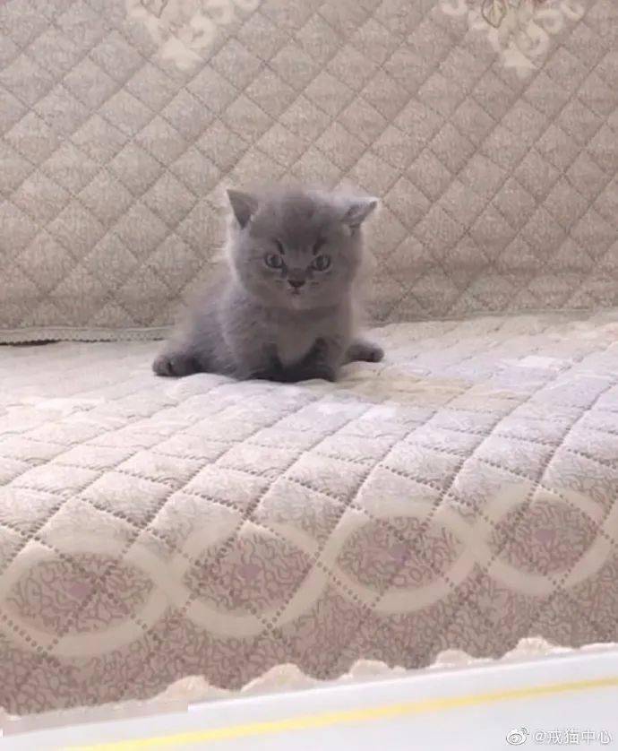 吃什么能让小猫的屎不臭 de1844c033a3487cb86ba5359687c154.jpeg