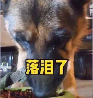 不让狗叫的视频 67e63a04f0a4474a96c8ba993a93b5fe.jpeg