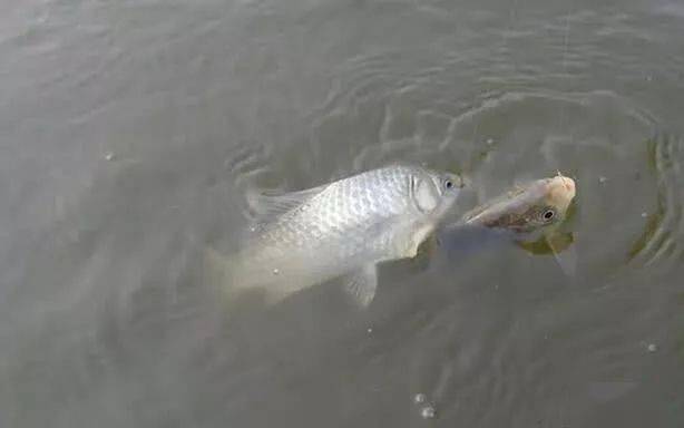 农村|不但不花钱而且对这些鱼特别有吸引力!钓鱼饵料越简单越好