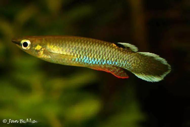 邓氏无须魮 barbodes dunckeri▽巴塔胡鲶 clarias batu▽头孔塘鳢 op