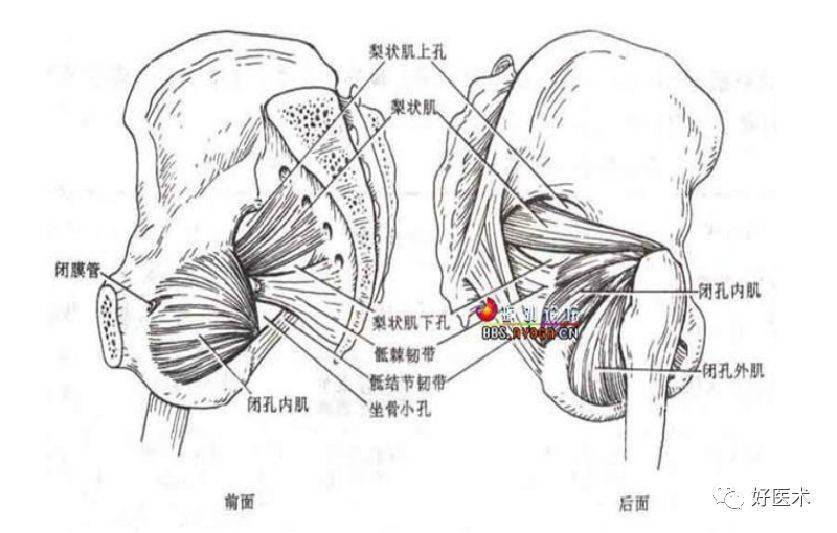 3,梨状肌周围断层解剖