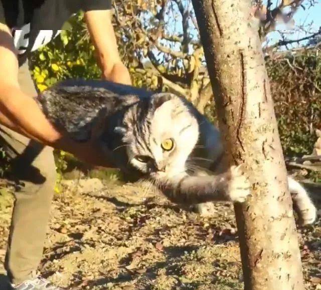 铲屎官非要猫咪回家,猫咪却抱着树干死活不肯,被拉拽时太有趣了