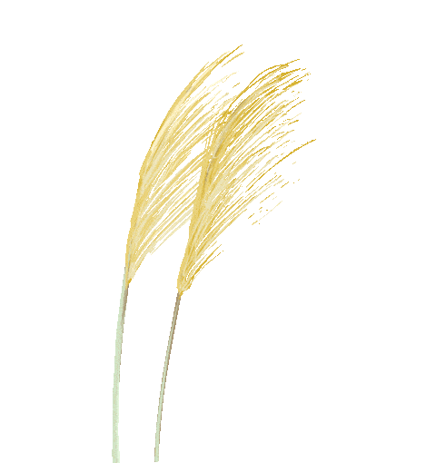 红叶|大荒大片指南 :穿上它们,你也可以一夜爆红!