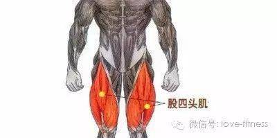 股四头肌是人体最大, 股四头肌的功能是使膝关节伸直, 也可以屈髋