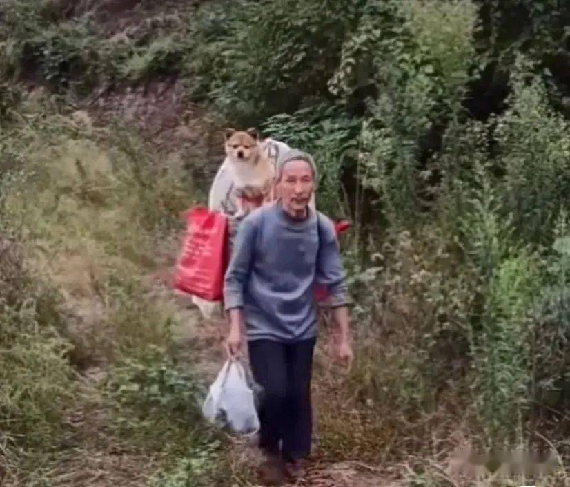 相依为命的狗狗走丢了,老爷爷在街头哭得像个孩子,好在