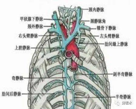 干货分享 | 手术必备血管解剖,起止点高清图,推荐收藏!