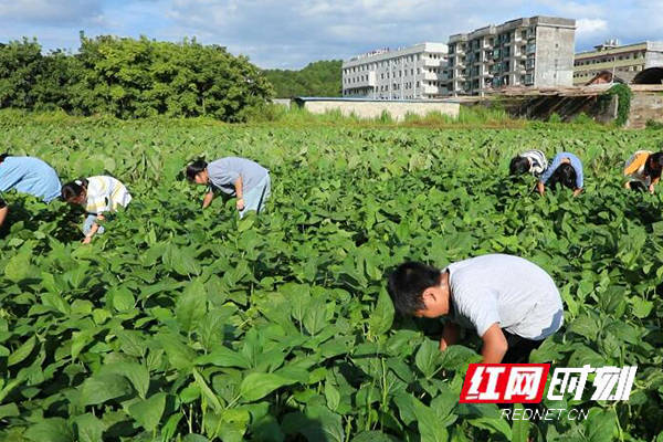 码市镇|江华码市镇中学：田间地头“干农活” 感受粮食来之不易