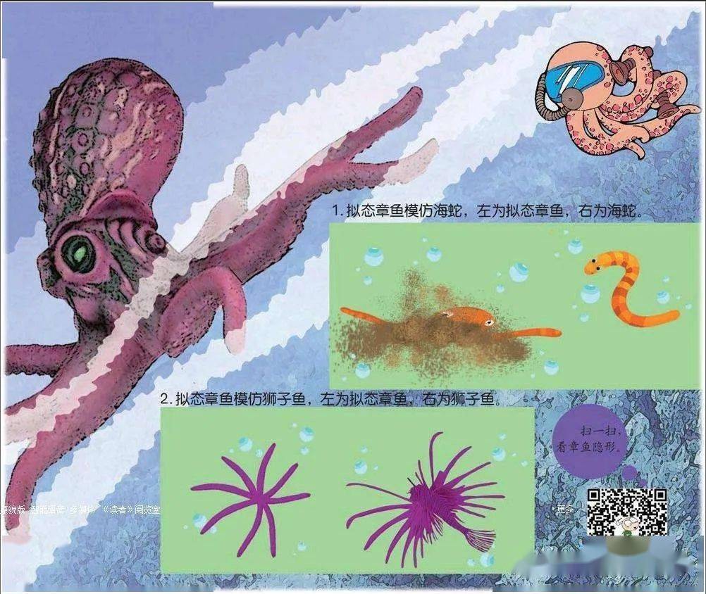 说说我的海洋生物朋友们第11期变形大师拟态章鱼