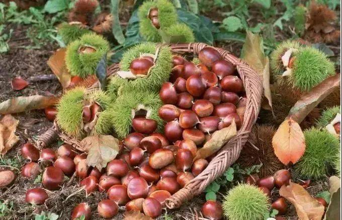 板栗的营养价值有多高 7e6d18afc44e40eb94877fb50ffa8405.jpeg