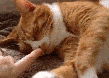 8cdb229ed0e243bca58ec0386455ec5b.gif